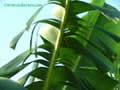 banana leaf and sky