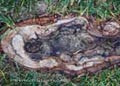 root grass horizontal