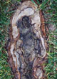 root grass