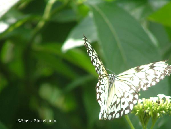 white butterfly #2