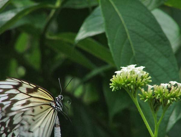 white butterfly #3