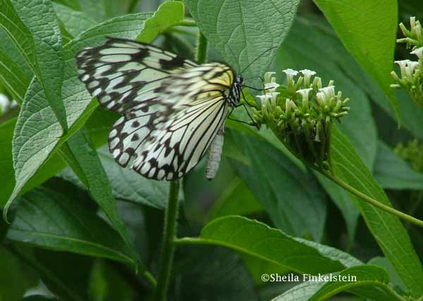 white butterfly #7