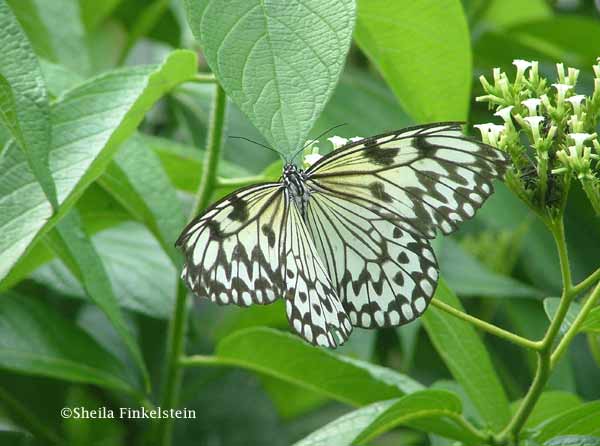white butterfly #8