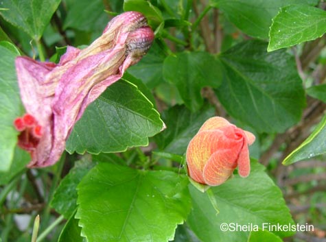 life and death of an orange hibiscus