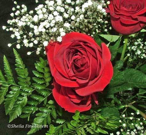 red roses photographed with flash