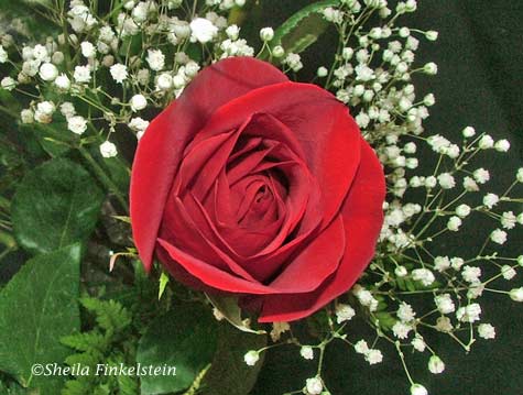 red rose captured with flash