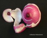 red onion smile