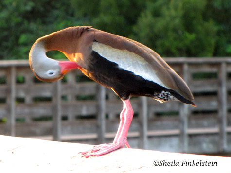 whistling duck seeking