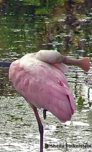 single Roseate spoonbill head horizontal
