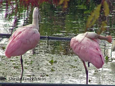 Roseate Spoonbill photo enhanced