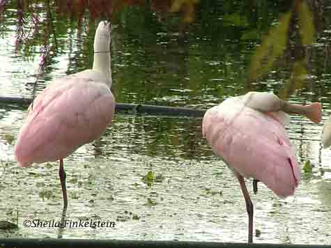roseate spoonbills in Green Cay Wetlands