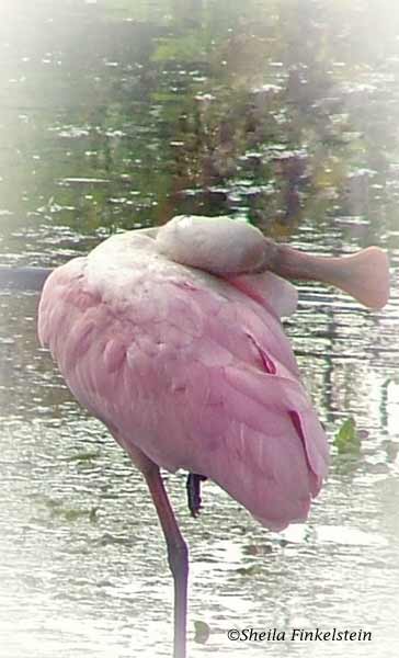 vignette of Roseate Spoonbill in Green Cay Wetlands