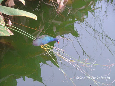 purple gallinue in Wakodahatchee Wetlands