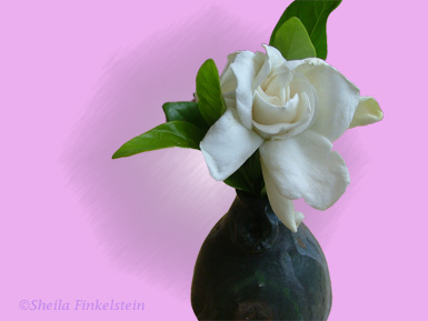 gardenia on pink background