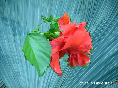 red hibiscus mounted on a discarded palm leaf