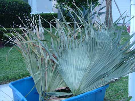 palm leaf in the trash - closeup