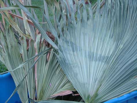 palm leaf in trash #3