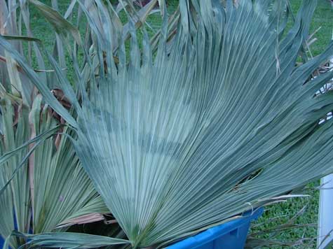 palm leaf in trash #2