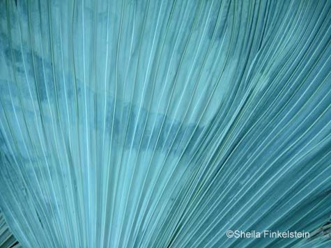 palm leaf in the trash - closeup