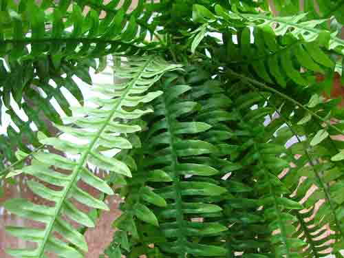 plastic fern center