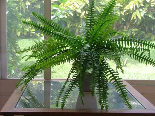 plastic ferns on table