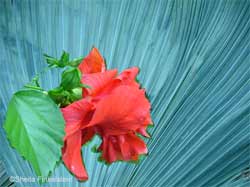 red hibiscus - lower lefton palm leaf from trash