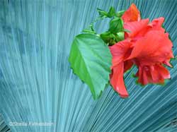 red hibiscus - upper right on palm leaf from trash