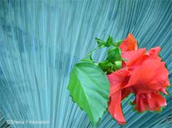 red hibiscus - lower right on palm leaf from trash